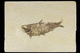 Detailed Fossil Fish (Knightia) - Wyoming #186442-1